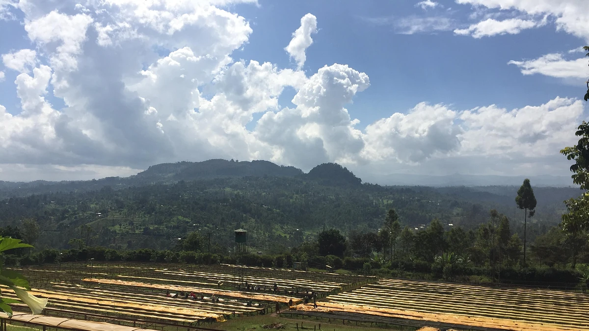 Tasting Series: Gatomboya AA