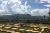 Tasting Series: Gatomboya AA