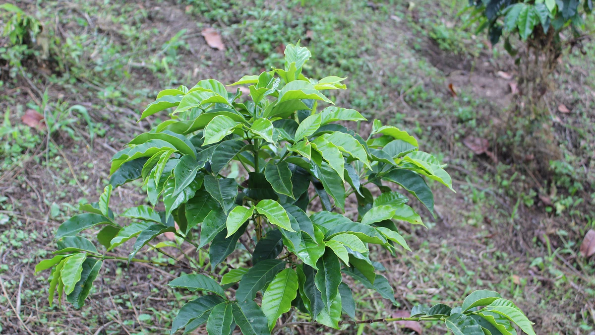 Purchase Santa Elena #3 coffee with flavors of Tasting Notes: Cocoa, Brown Sugar, Raspberry