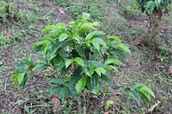 Santa Elena #3