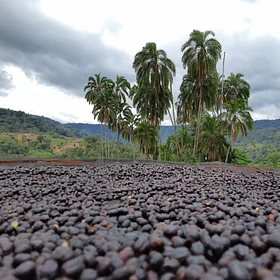 Purchase Bensa Natural coffee with flavors of Cherry, Strawberry, Vanilla