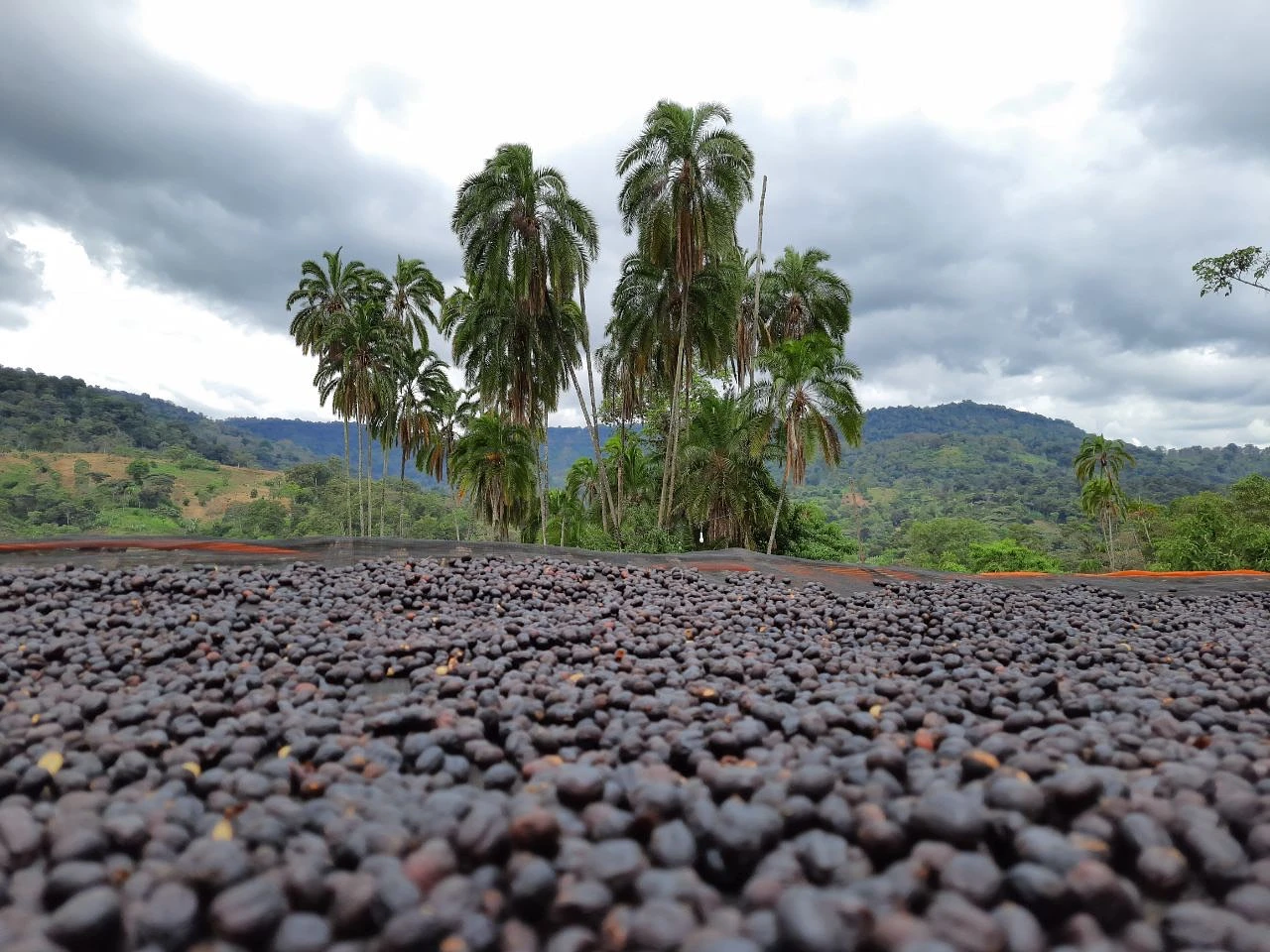 Purchase Bensa Natural coffee with flavors of Cherry, Strawberry, Vanilla