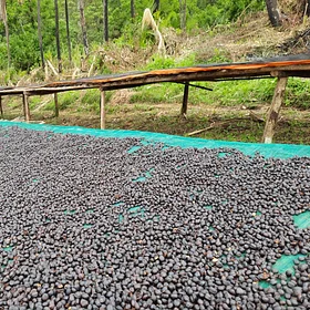 Purchase Bensa Natural coffee with flavors of Cherry, Strawberry, Vanilla