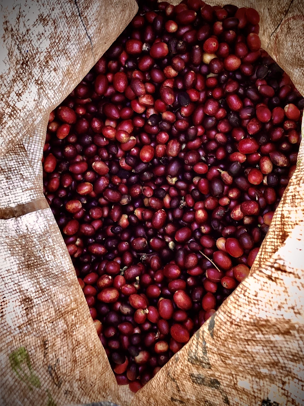 Purchase El Vergel coffee with flavors of Chocolate, Orange, Hazelnut, Sugar Cane