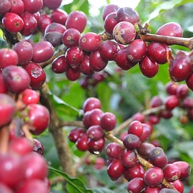 Purchase Bensa Natural coffee with flavors of Cherry, Strawberry, Vanilla