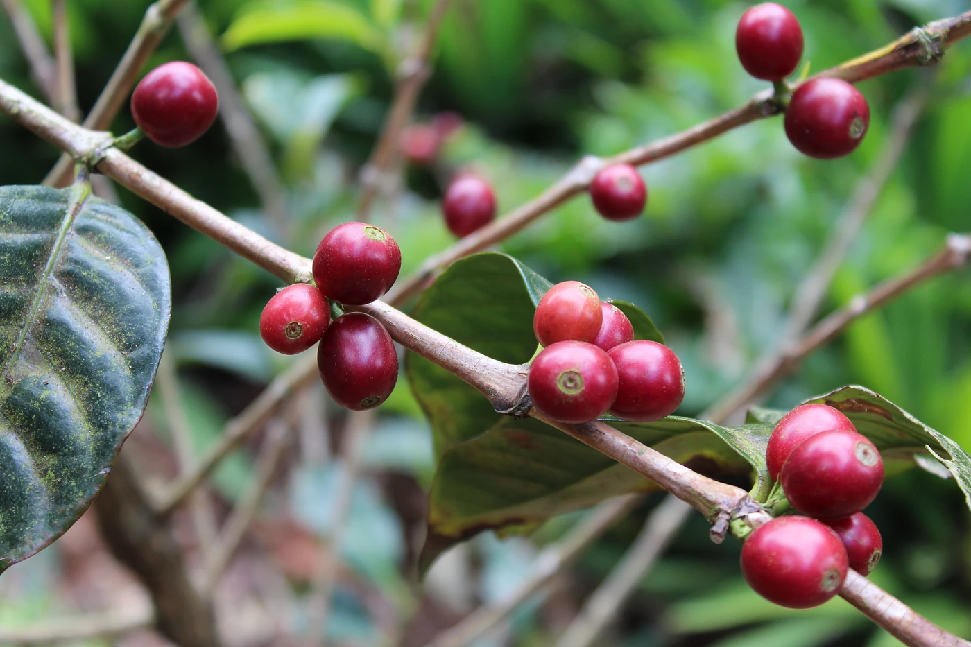 Purchase Classic: Santuario coffee with flavors of Chocolate, Tobacco, Black Pepper