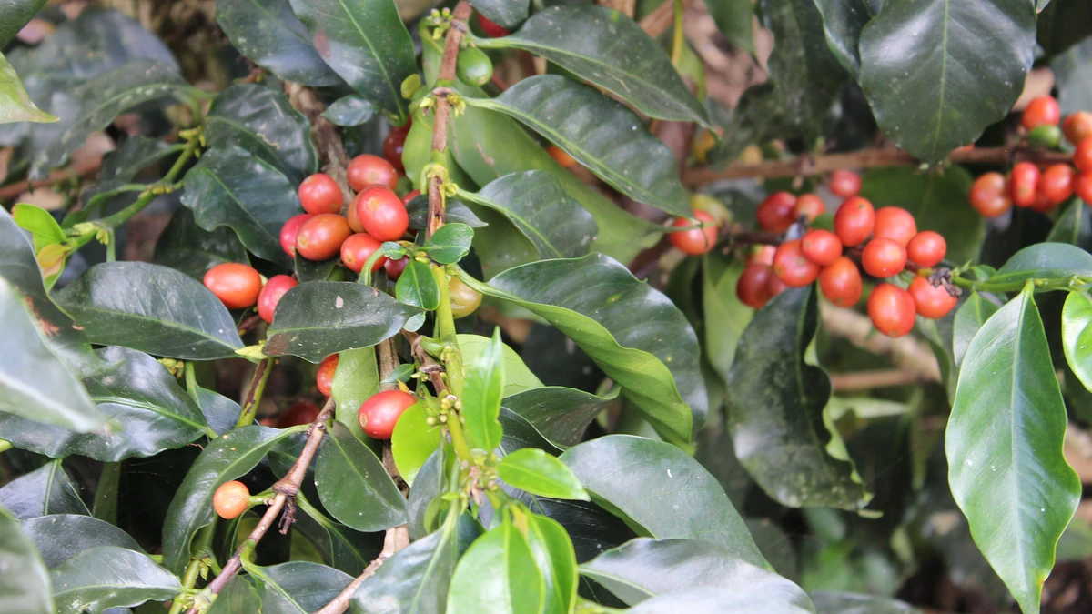 Purchase Cartago Pink coffee with flavors of  Strawberry, Cherry, Blackberry