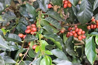 Tasting Series: La Miel 