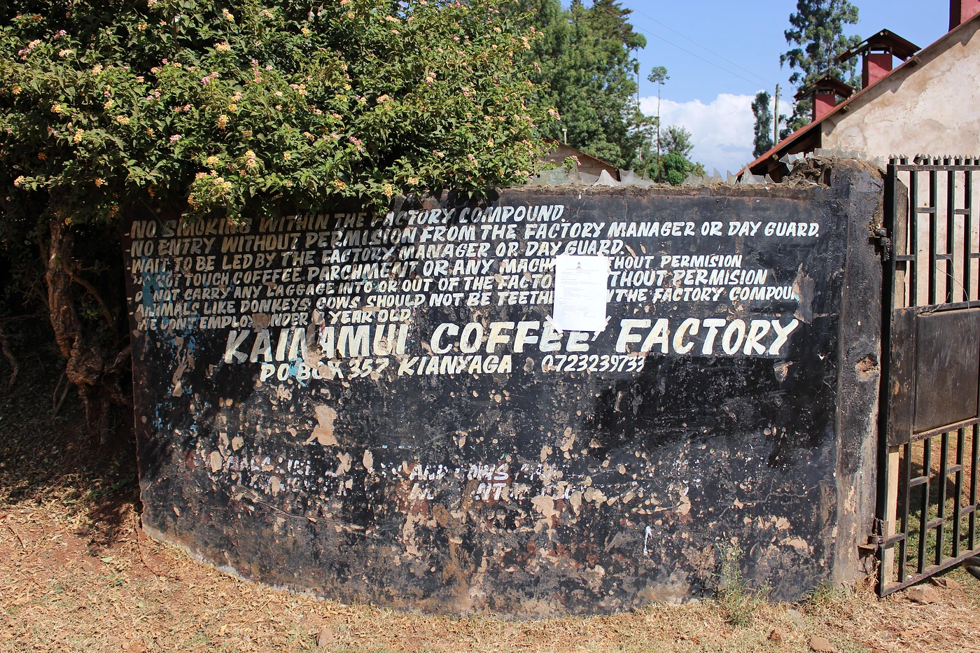 Purchase Kainamui coffee with flavors of Limeade, Pineapple, Mango, Tamarind