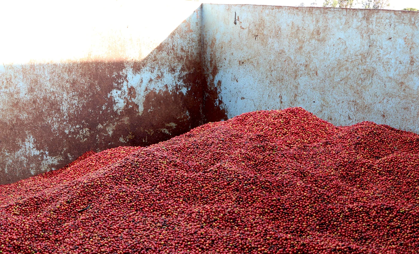 Purchase Nzuri Sana coffee with flavors of Nzuri Sana