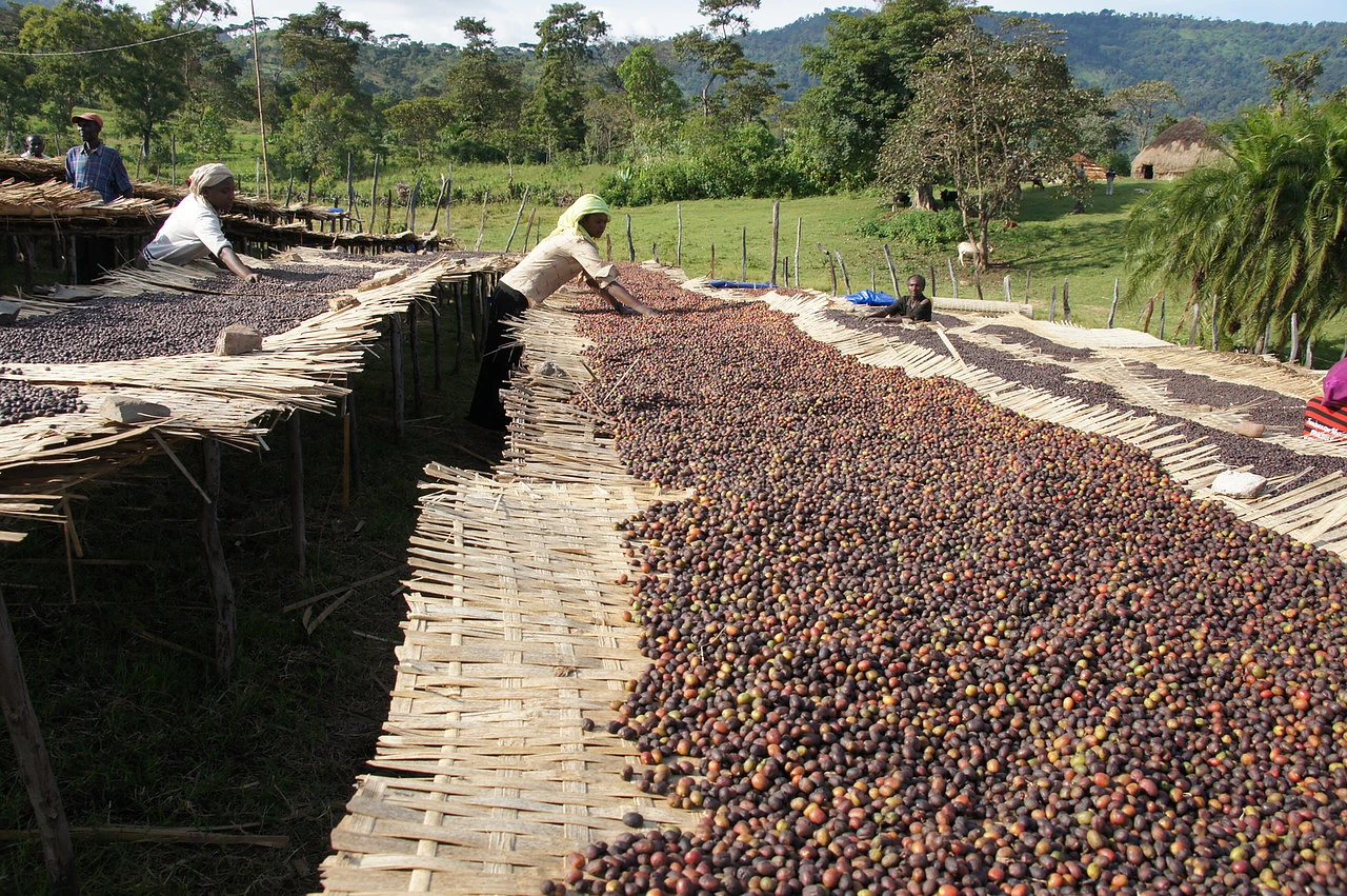 Purchase Dhilgee Lot 5 coffee with flavors of Lemon, Creamy, Sugar