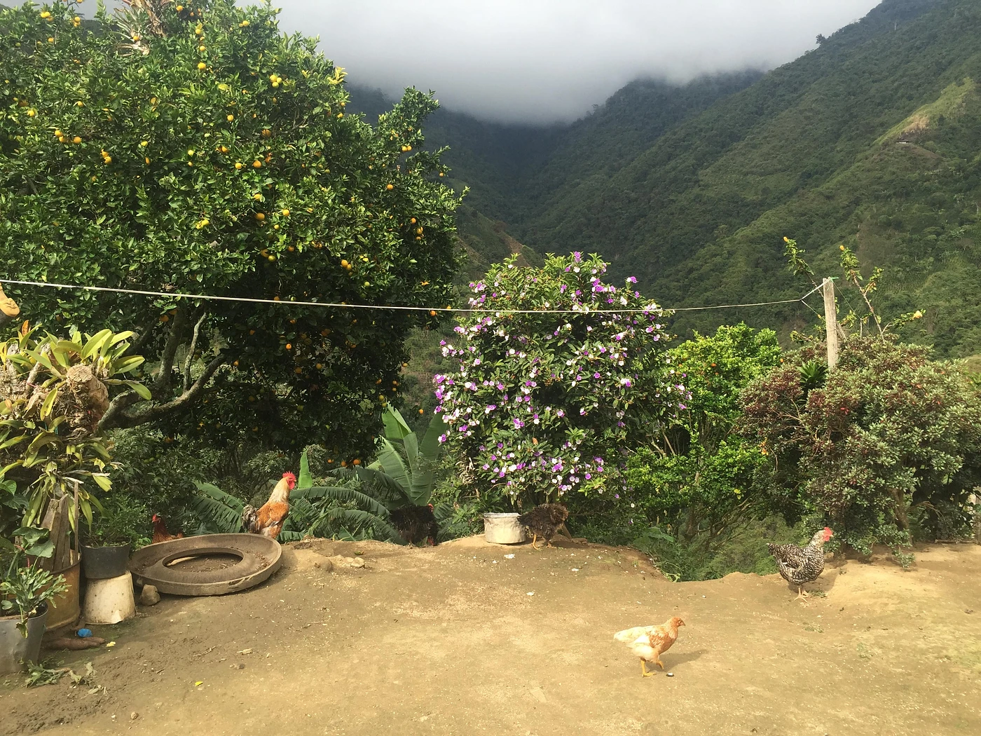 Purchase La Ceja coffee with flavors of Tasting Notes: Blackberry, Pear, Sugar