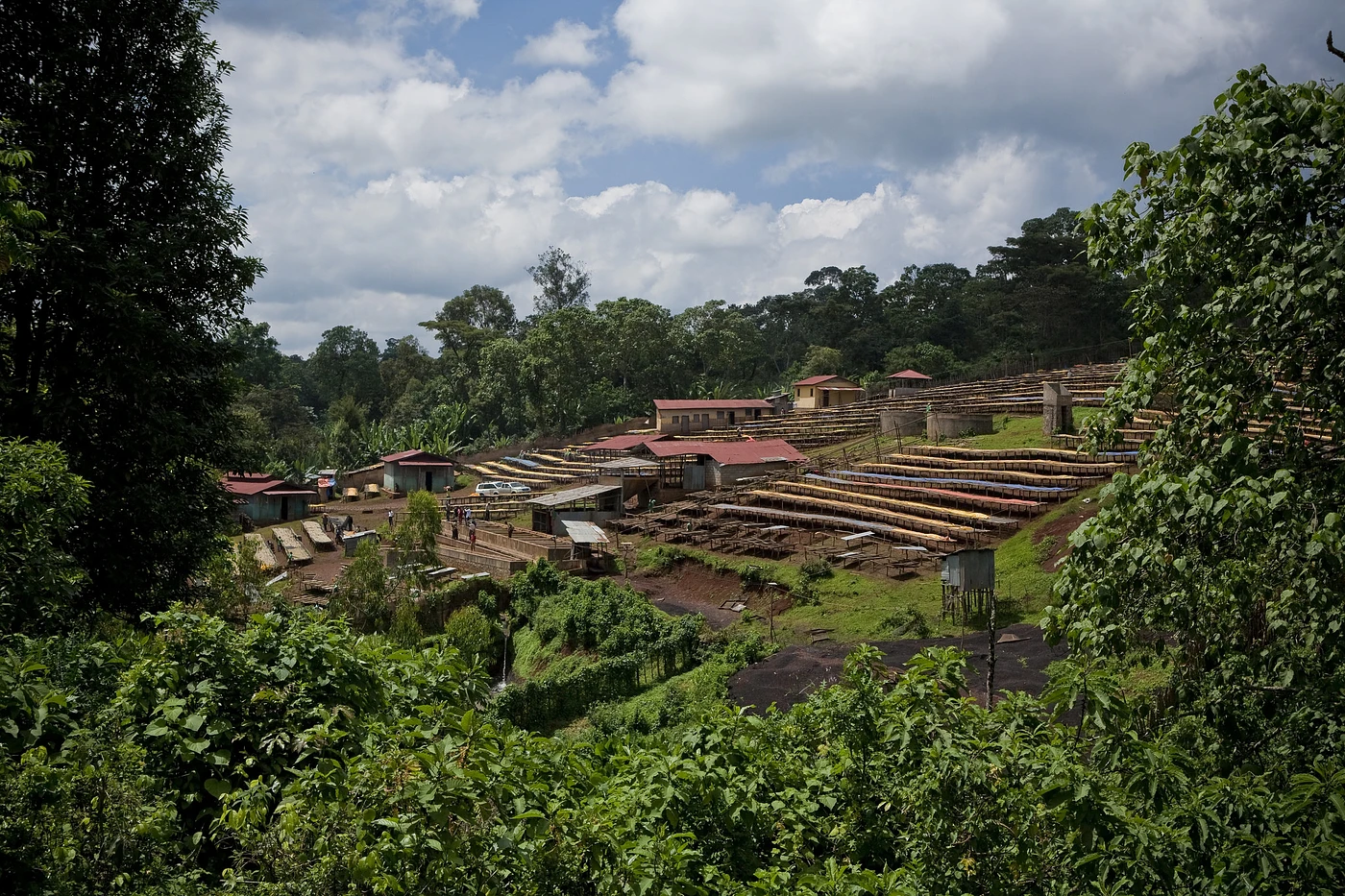 Purchase Guji Highlands coffee with flavors of Grape, Candy, Mango, Lemon