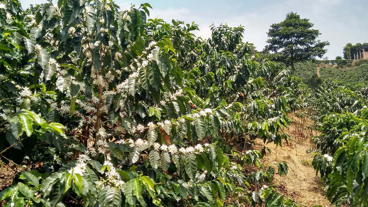 Ethiopia Bombe Washed 