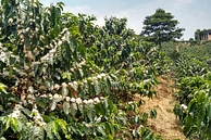 Ethiopia Bombe Washed 