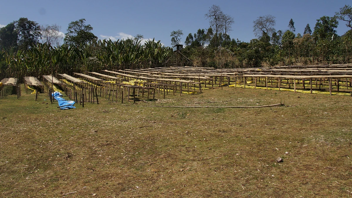 Diima Natural Lot 9