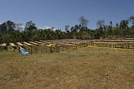 Diima Natural Lot 9