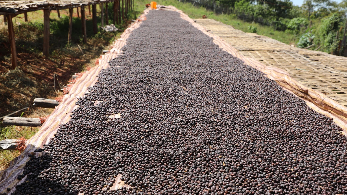 Purchase Egu Abaya coffee with flavors of Tasting Notes: Cherry, Chocolate, Strawberry