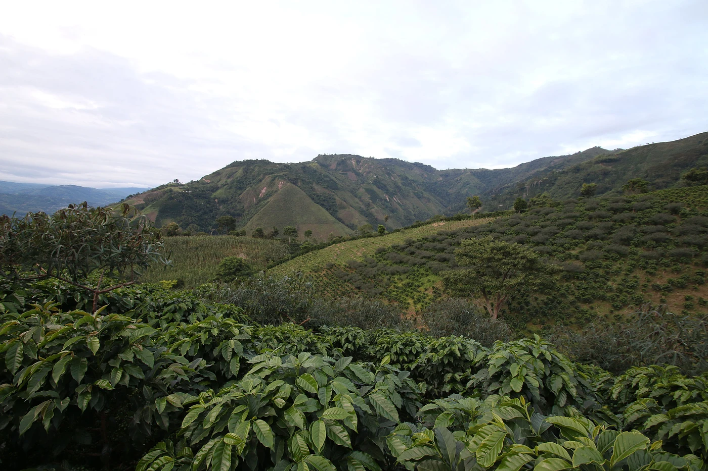 Purchase Huila Villa Juan coffee with flavors of Apricot, Pomegranate Aril, Thyme