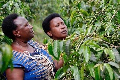 Purchase Nyrusiza coffee with flavors of Black pepper, apricot,grape juice & brown sugar