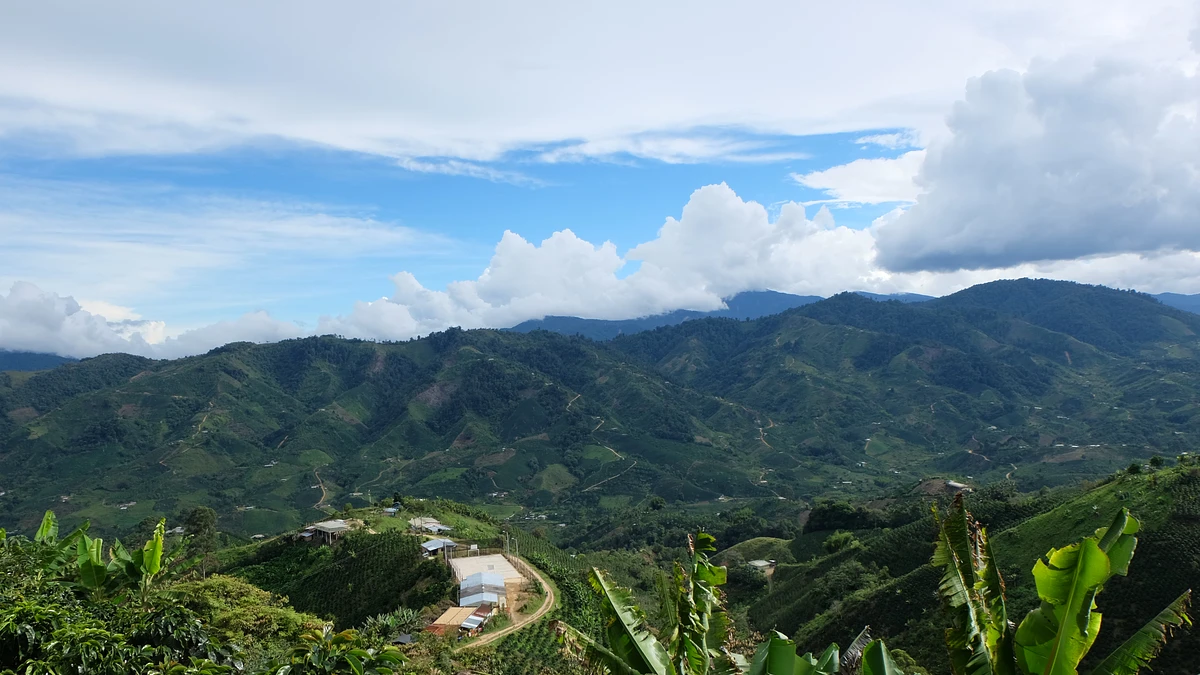 Smallholder coffee production in Huila, Colombia, for Tropical Huila