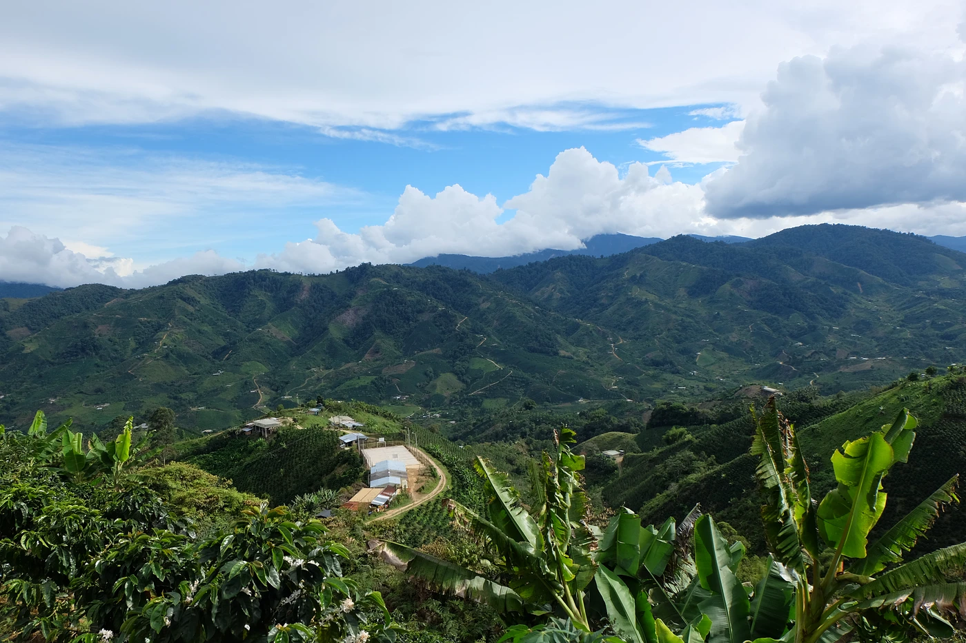 Smallholder coffee production in Huila, Colombia, for Tropical Huila