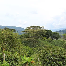 Smallholder coffee production in Huila, Colombia, for Tropical Huila