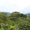 Smallholder coffee production in Huila, Colombia, for Tropical Huila