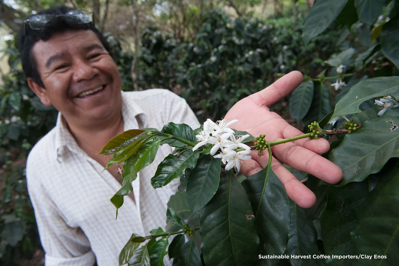 Purchase Classic: San Marcos de Colón coffee with flavors of Tasting Notes: Chocolate, Cream, Citrus
