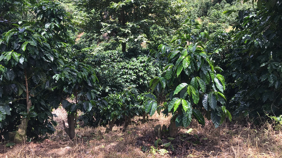 Purchase El Socorro #3 coffee with flavors of Tasting Notes: Cream, Citrus, Spice