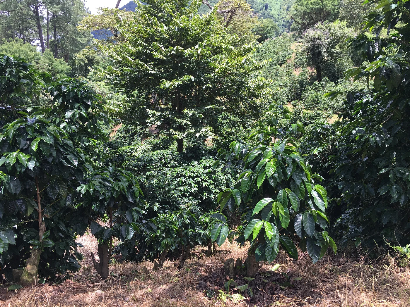 Purchase El Socorro #3 coffee with flavors of Tasting Notes: Cream, Citrus, Spice