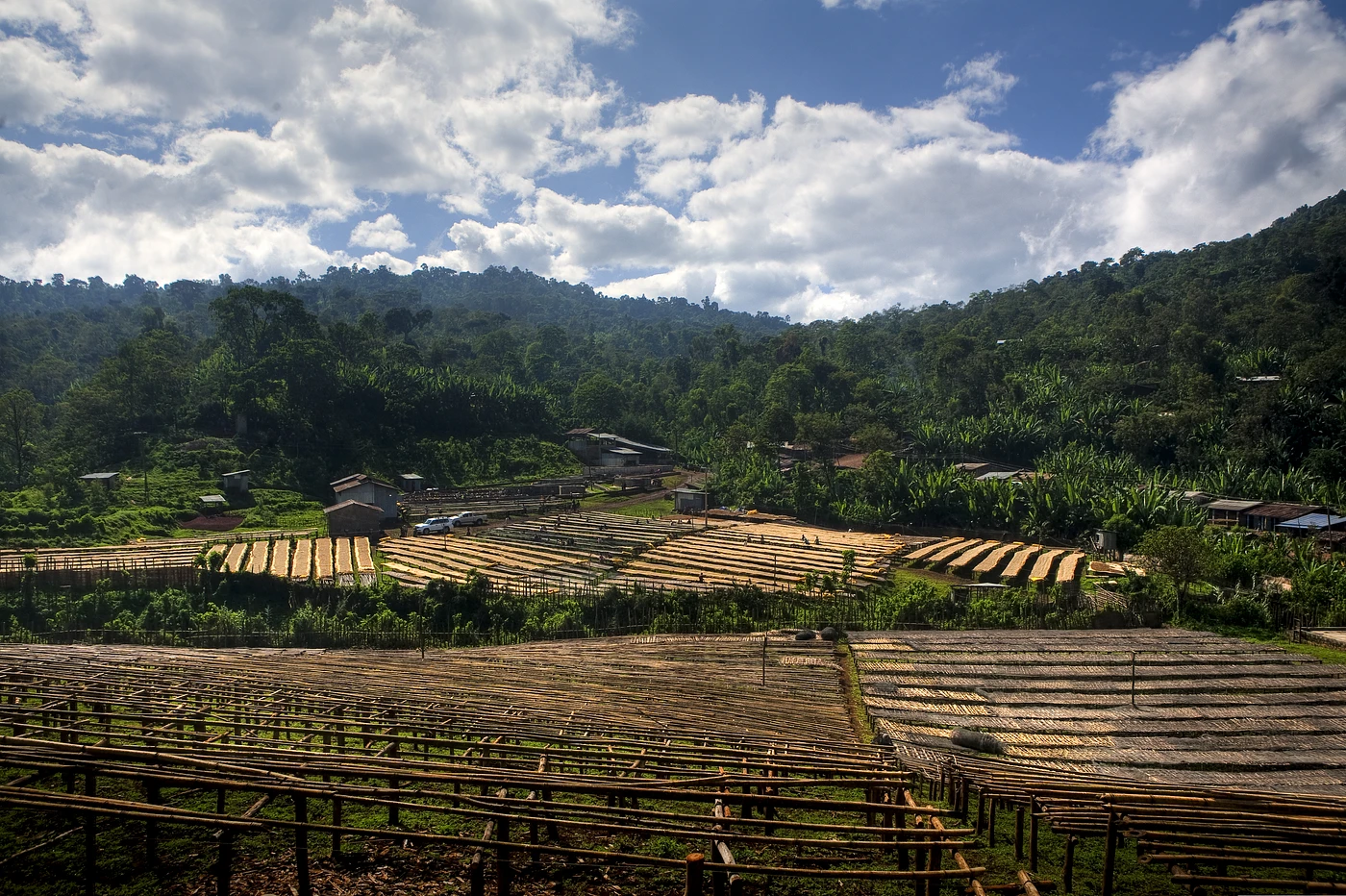 Purchase Aroresa - Ethiopia Sidama coffee with flavors of Lime, Rose, Black tea, Blackberry