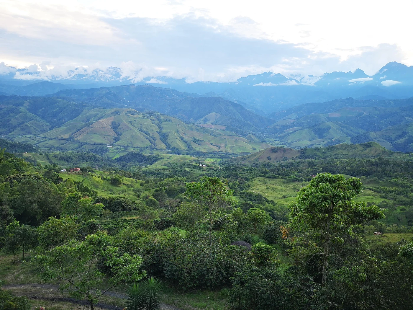 Purchase El Encanto '23 coffee with flavors of Funky, Funky Fruit
