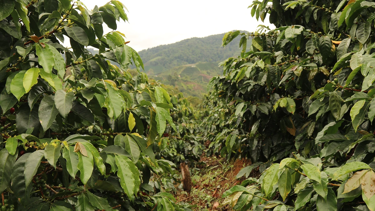 Huila Penol