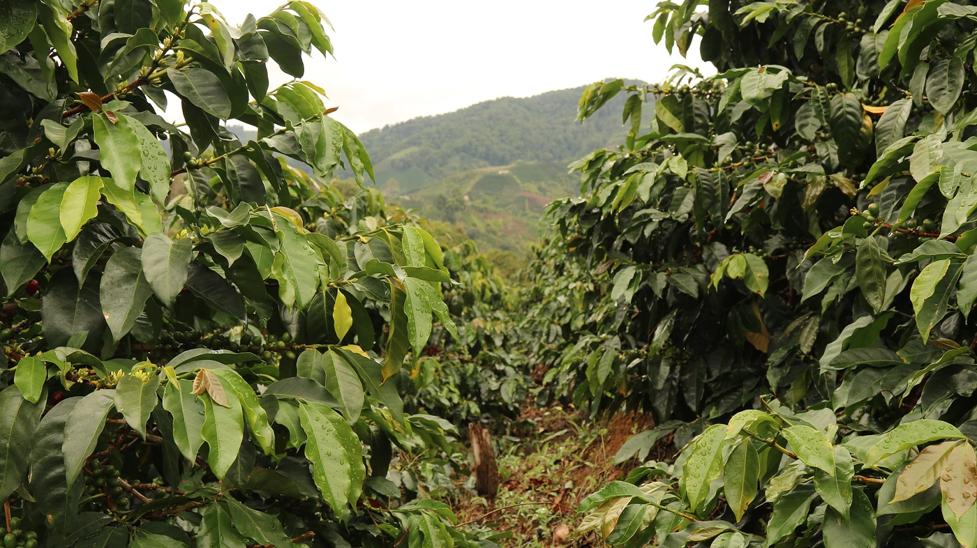 Purchase Huila Penol coffee with flavors of Chocolate, Toffee, Raisin