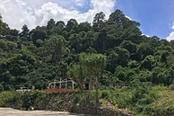 El Socorro Pacamara