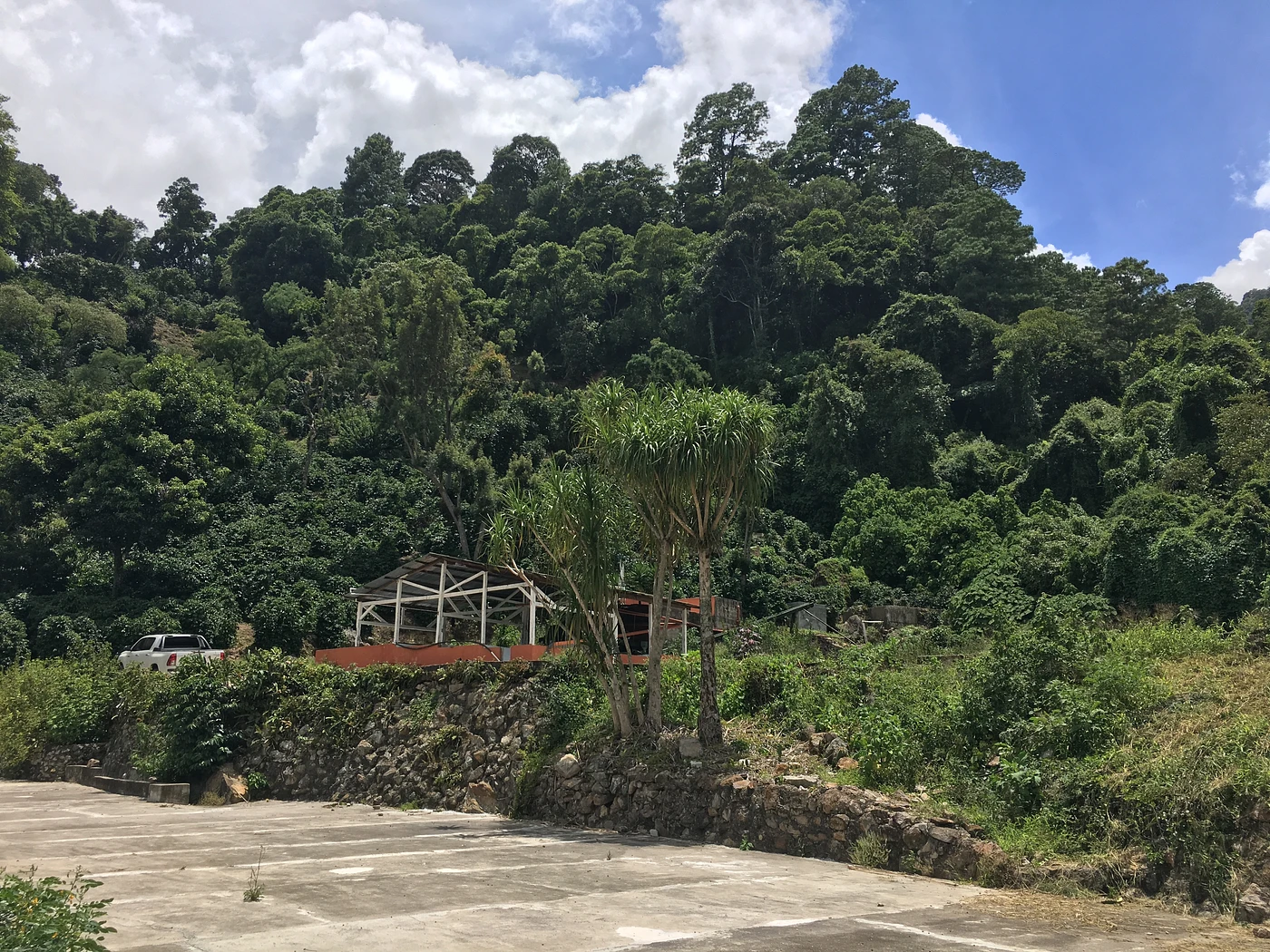 Purchase El Socorro Pacamara coffee with flavors of Lemon Tea, Caramel, Creamy