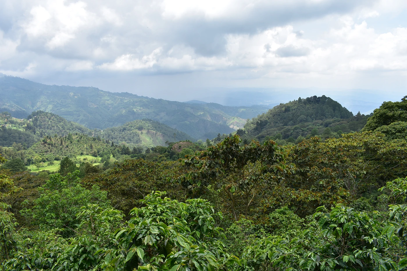 Purchase El Tambor coffee with flavors of Tasting Notes: Orange Blossom, Vanilla, Chocolate