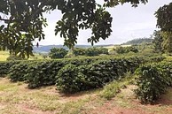 Denise Goncalves Westin