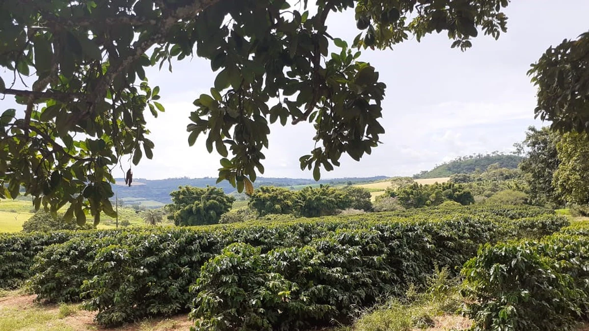 Denise Goncalves Westin