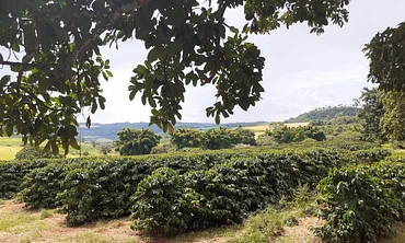 Denise Goncalves Westin