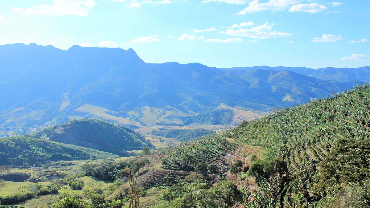 Guariroba