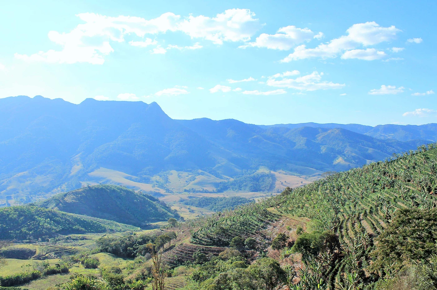 Purchase Guariroba coffee with flavors of Strawberry, Raw Cane Sugar, Floral