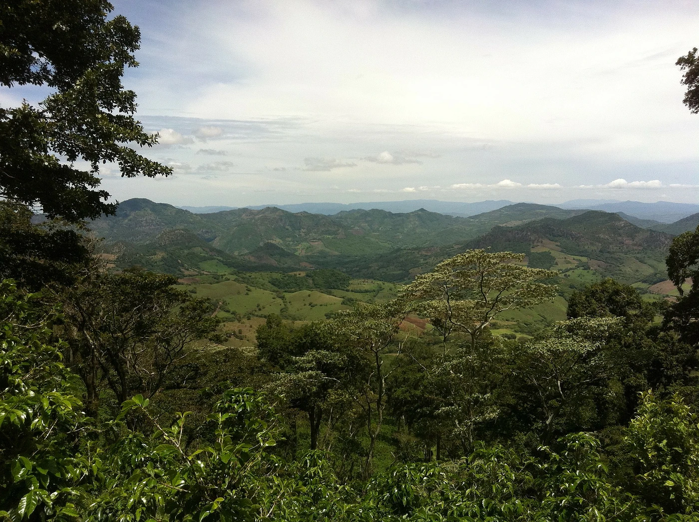 Purchase La Fuente coffee with flavors of Berry, Watermelon, Delicate Florals