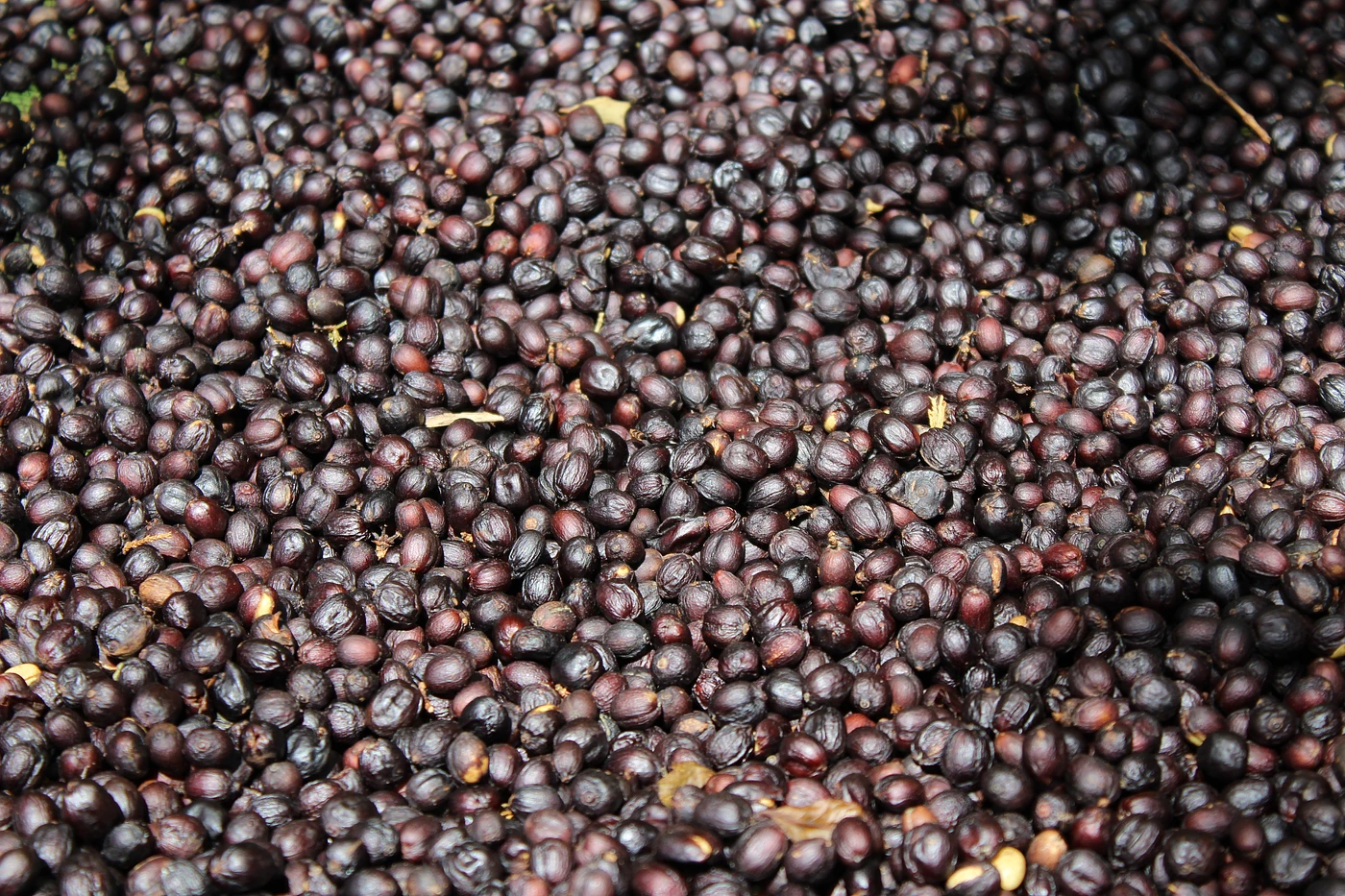 Purchase Ardi  coffee with flavors of Tasting Notes: Strawberry, Cherry, Melon
