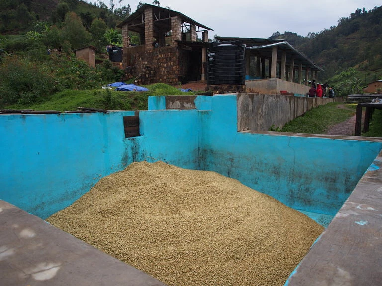 Purchase Gatare Lot 4 coffee with flavors of Blackberry, Honey, Floral