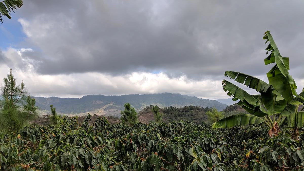 Purchase Classic: Fray Juan coffee with flavors of Tasting Notes: Orange, Chocolate, Smooth