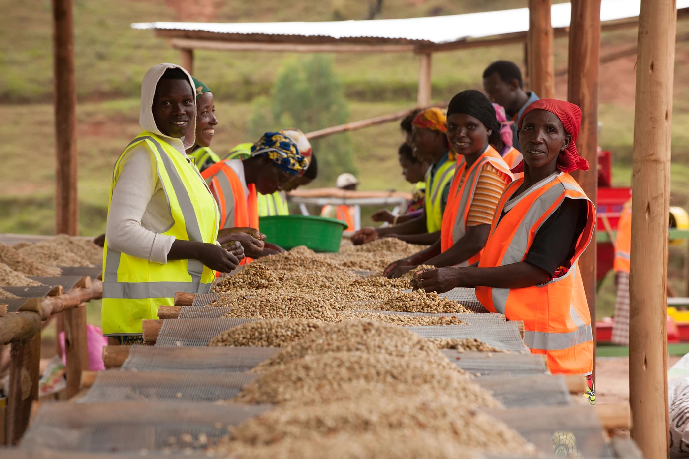 Purchase Nyampinga coffee with flavors of Lemon, Custard, Dry Finish