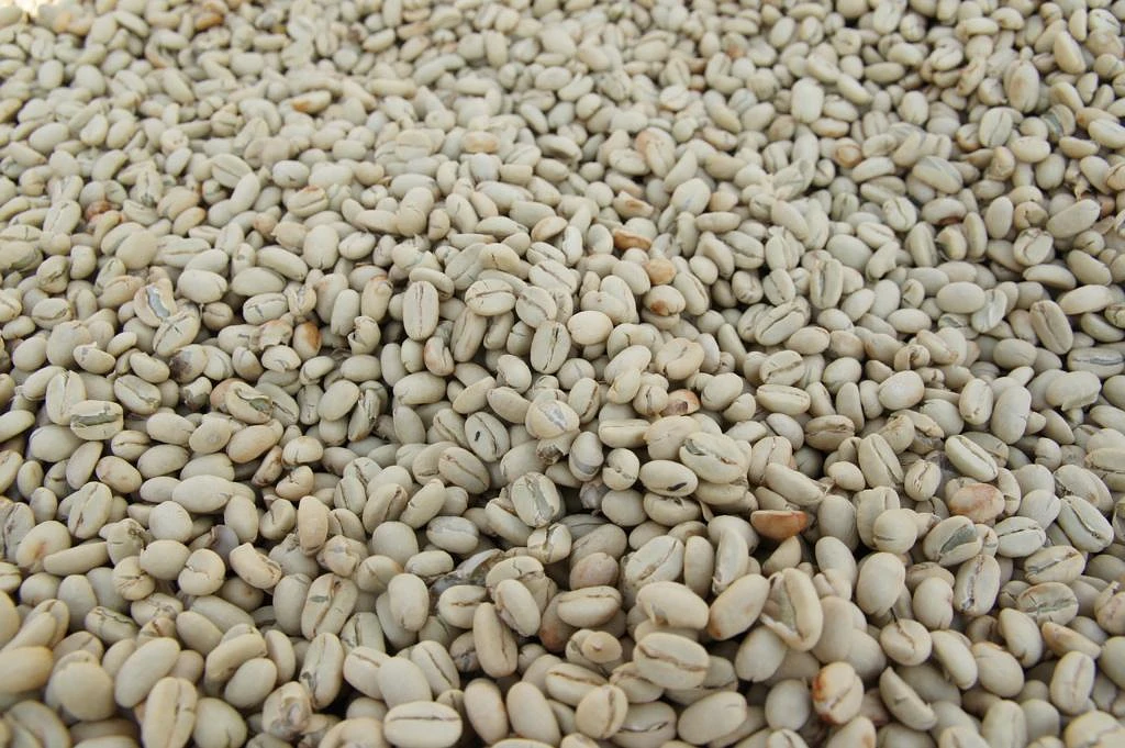 Purchase Didessa coffee with flavors of Black Tea, Peach, Nectarine, Floral