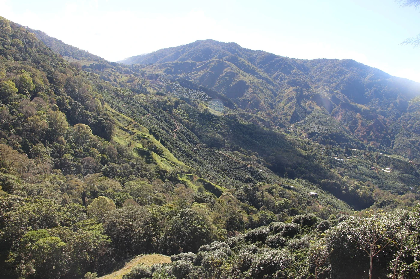 Purchase Finca Viuda coffee with flavors of Caramel, Red Grape, Almond